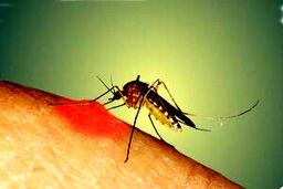روش درمان سریع نیش حشرات