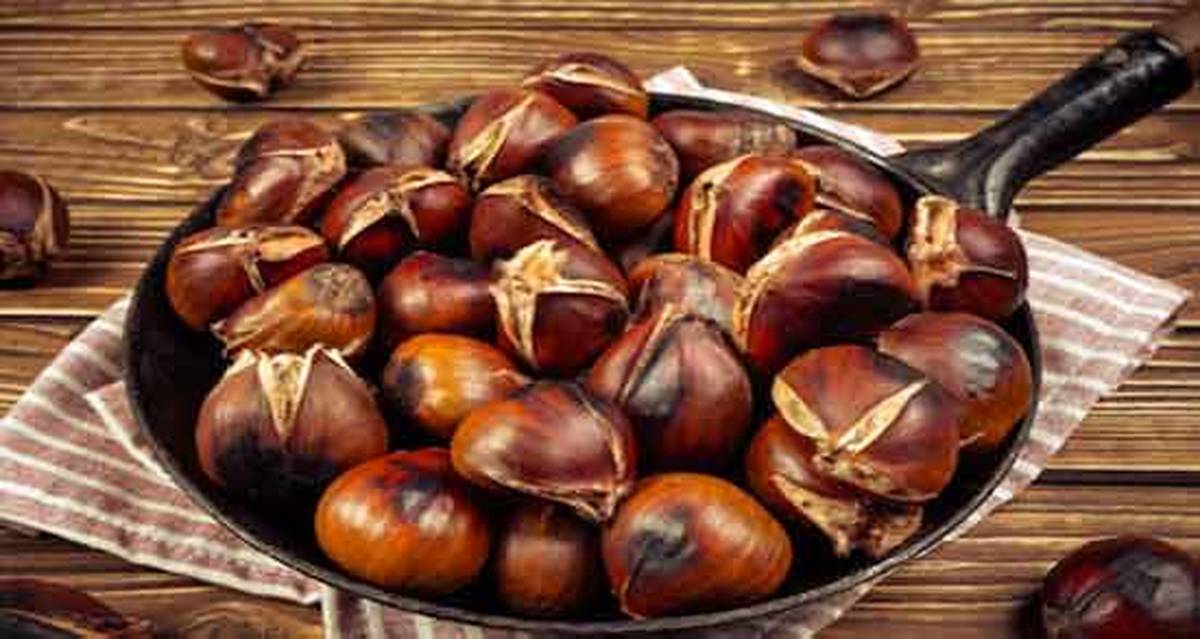 مهمترین خواص میوه بلوط چیست؟