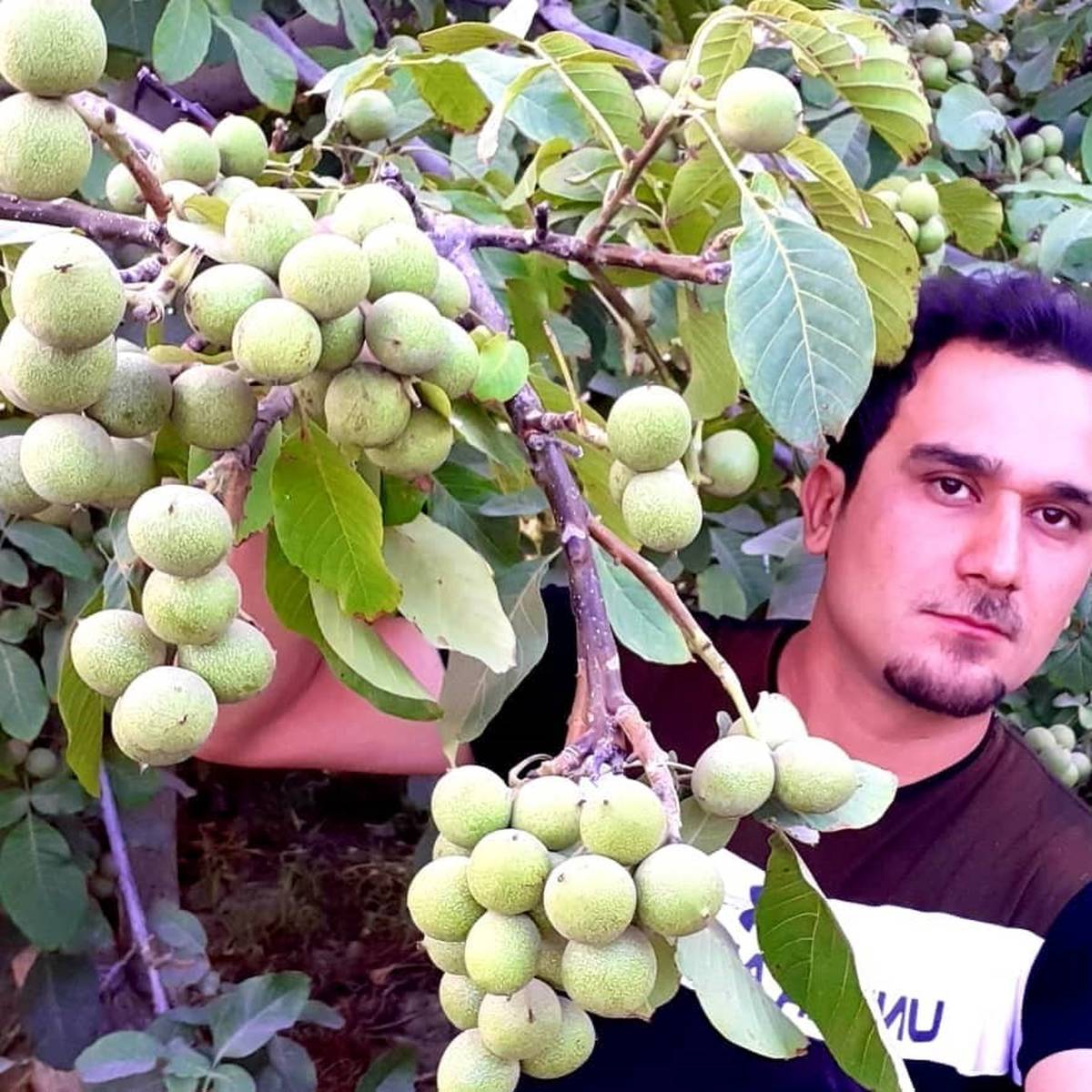 با رکورددار تولید نهال در قم آشنا شوید