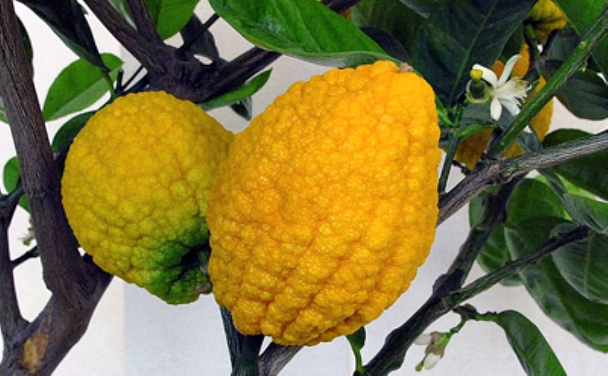 مربای بالنگ