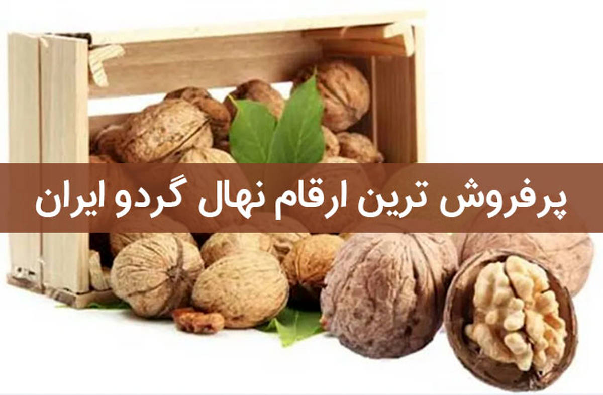 پرفروش ترین ارقام نهال گردو ایران چه ارقامی می باشند ؟