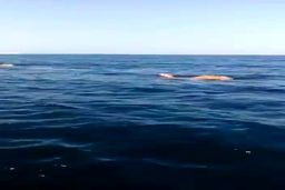 ویدئو باورنکردنی:شنا کردن چند شتر وسط اقیانوس