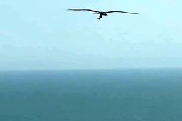 ویدئوی دیدنی از شکار کوسه توسط عقاب