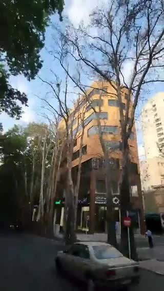 فیلم|خشک کردن عمدی چنارهای جهانی خیابان ولیعصر تهران