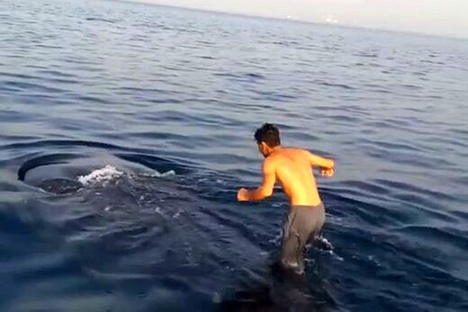 لحظه باورنکردنی از نهنگ سواری در خلیج فارس|ویدئو