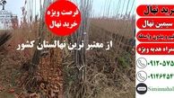 خرید نهال به به همراه هدیه از طرف سیمین نهال