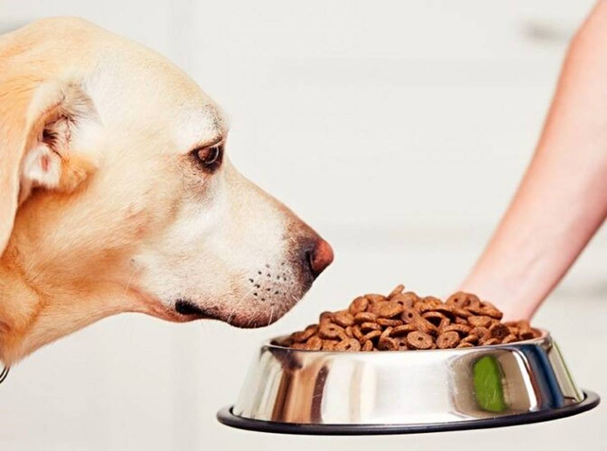بهترین فروشگاههای آنلاین غذای سگ