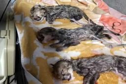 فوری:یوزپلنگ فرزند ایران تلف شد