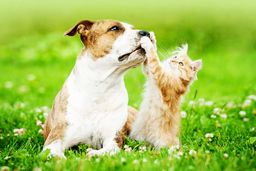 راهنمای کامل غذای سگ و غذای گربه