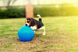 بازی های سرگرم کننده برای بازی با توله سگ