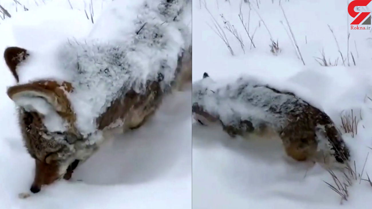 تصاویر غم انگیز از یخ زدن ایستاده یک گرگ در سرمای شدید