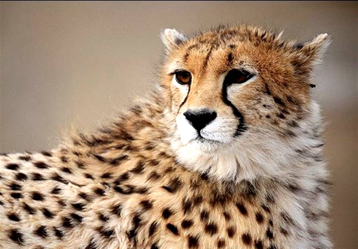 لحظه جالب ورود دو توله یوزپلنگ آذر و توران به پارک سمنان