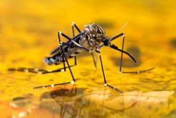 مرگبارترین جانور جهان برای انسان‌ها|باور نمی کنید