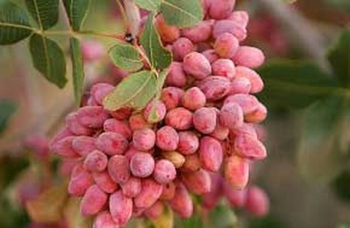 خواص داروئی پسته ..+جزئیات 
