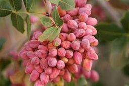خواص داروئی پسته ..+جزئیات 
