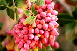 خواص داروئی پسته ..+جزئیات 
