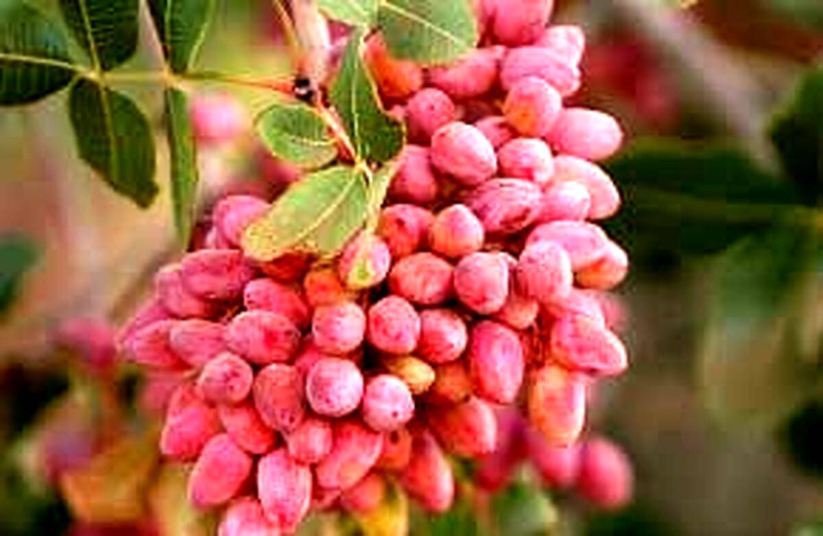خواص داروئی پسته ..+جزئیات 
