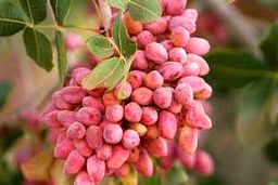 خواص داروئی پسته ..+جزئیات 
