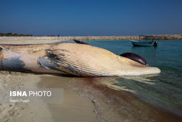 نهنگ عظیم الجثه در ساحل کیش به ساحل آمد|تصاویر