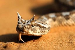 هشدار: مارها این شهر کشور را تسخیر کردند