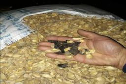 تایید واحد مربیان سگ های موادیاب از بیش از 20تن محموله پوست سخت زرد آلو کشف شد +عکس 
