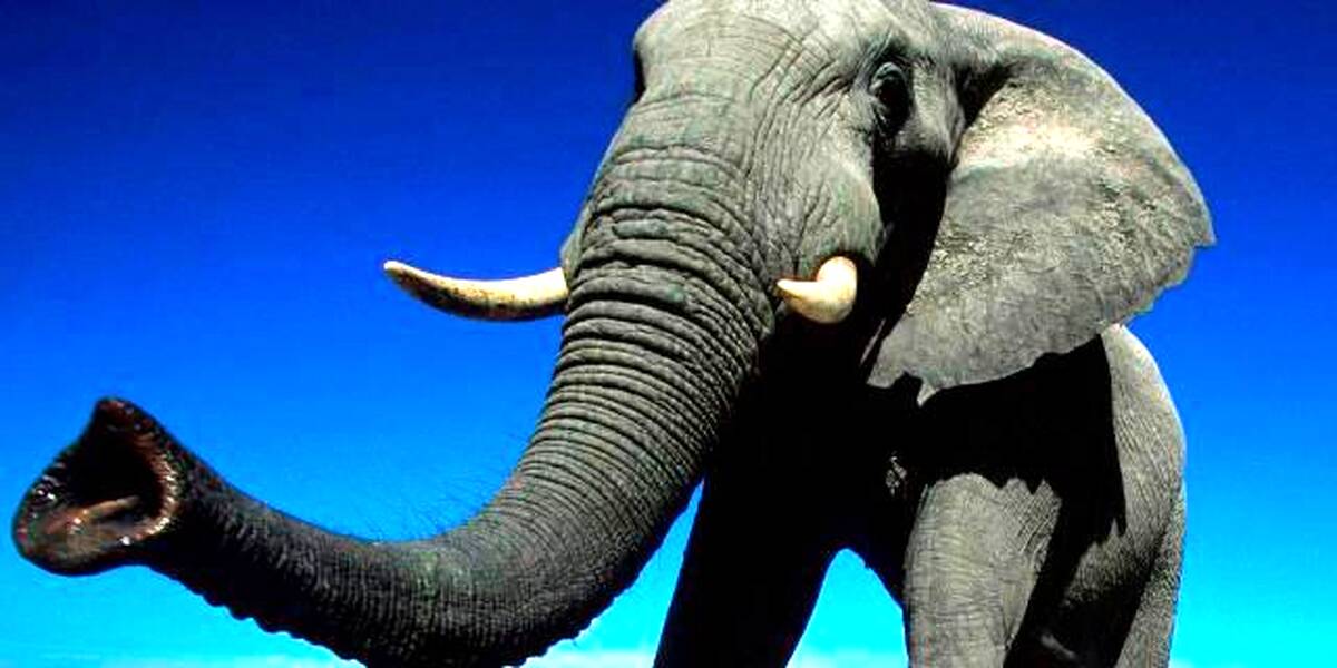 عکس عجیب و دیدنی|یک ماموت وسط اقیانوس