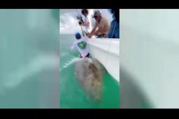 روپایی زدن ستاره آمریکایی چلسی روی ماهی در حال انقراض