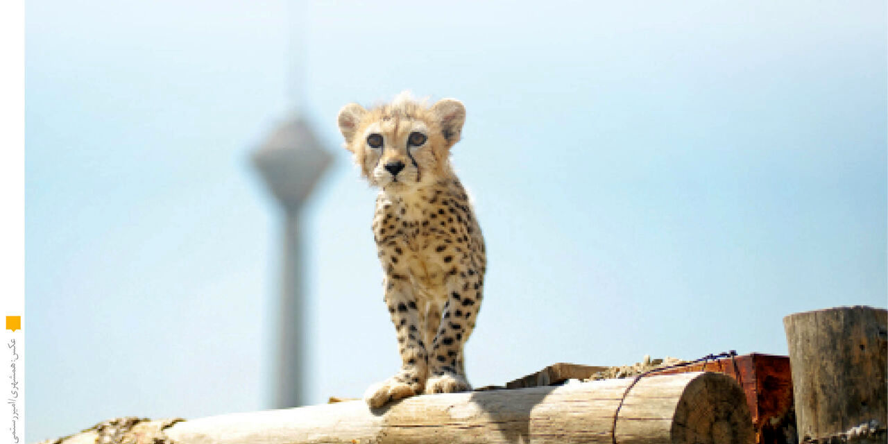 تصویری دیدنی از بزرگ شدن و چهره زیبای پیروز توله یوزپلنگ ایرانی