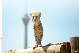 تصویری دیدنی از بزرگ شدن و چهره زیبای پیروز توله یوزپلنگ ایرانی