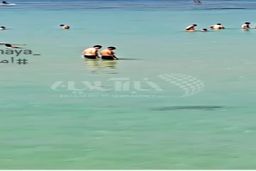 فیلم مشاهده یک کوسه در پلاژ آقایان در کیش!