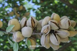 بررسی سودآوری نهال بادام اصلاح شده و نهال بادام خوشه ای