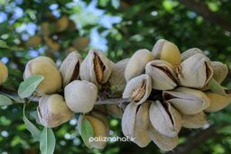 بررسی سودآوری نهال بادام اصلاح شده و نهال بادام خوشه ای