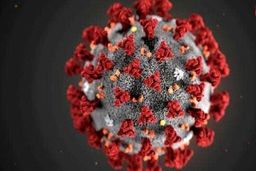 نوشیدن ادرار شتر، تازه‌ترین تجویز برای درمان کرونا ! + فیلم

