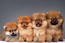 فوری: طرح عجیب مجلس برای نگهداری سگ و میمون | حیوانات به اینجا می روند