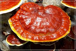 طریقه مصرف قارچ گانودرما