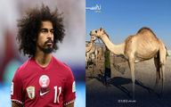 یک نفر شتر هدیه به ستاره دیدار ایران و قطر