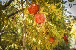 انار سرشار از آنتی اکسیدان است +جزئیات 
