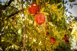 انار سرشار از آنتی اکسیدان است +جزئیات 
