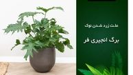 علت زرد شدن نوک برگ انجیری فر [دلایل + آموزش درمان]