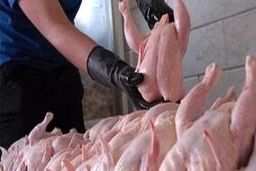 گرانی مرغ از کجا آب می خورد ..؟+جزئیات 
