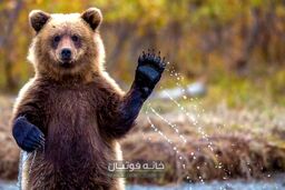 (ویدئو) التماس یک خرس بعد از افتادن با دو توله اش در استخر