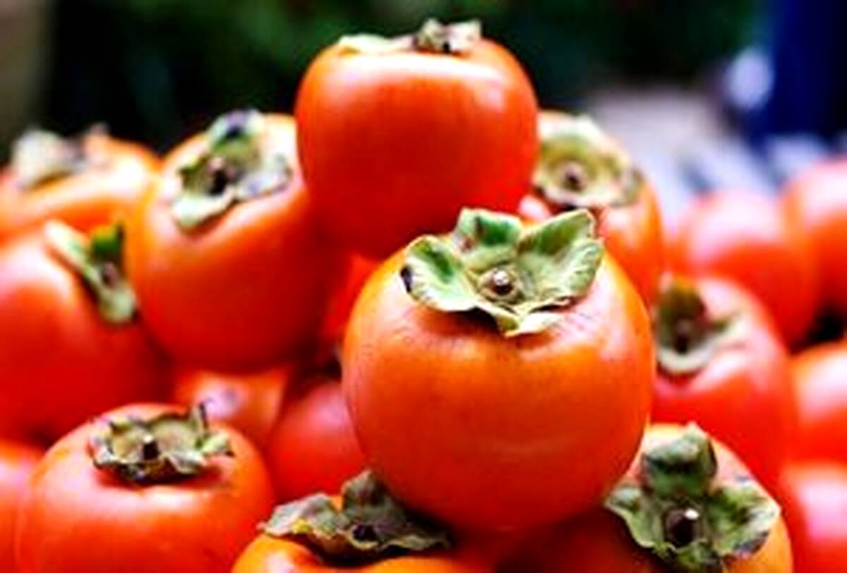 خرمالو با رنگ نارنجی سرشار از بتاکارتن است.. +مطلب داغ 