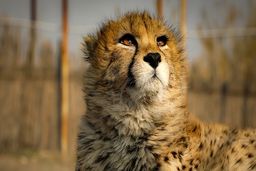 فیلم غم انگیز از آخرین لحظات قبل از مرگ پیروز یوزپلنگ محبوب در آغوش تیمارگرش