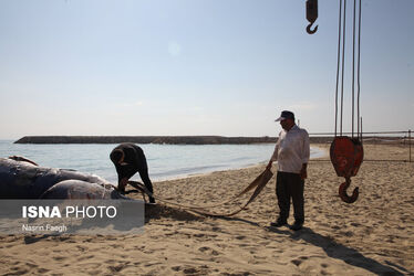 لاشه نهنگ در کیش
