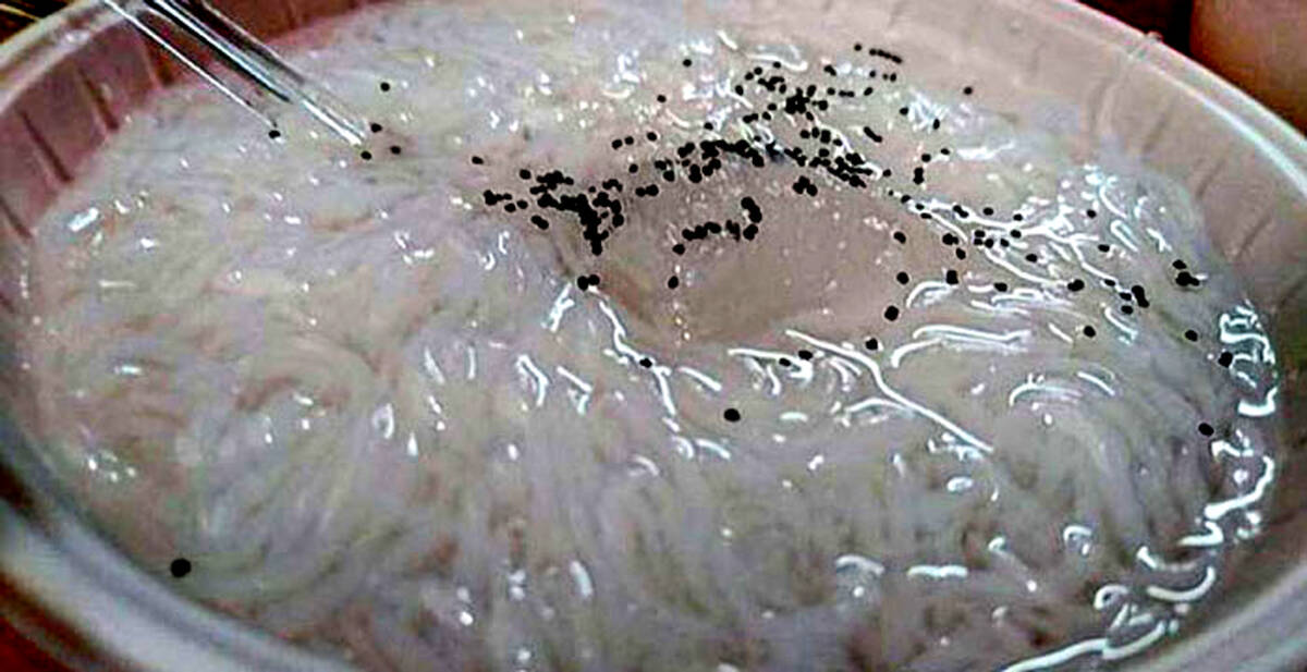 طرز تهیه فالوده نشاسته خنک و تابستانی در خانه+عکس