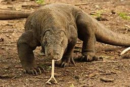 حرکت یک سوسمار ترسناک در خیابانی در تهران|تصاویر