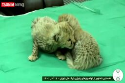 نخستین فیلم از توله‌ یوزهای ماده پیدا شده در توران