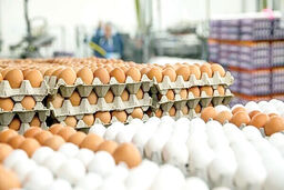 یارانه جدید برای مرغ و تخم مرغ و گوشت|کارت الکترونیک پروتئین بگیرید