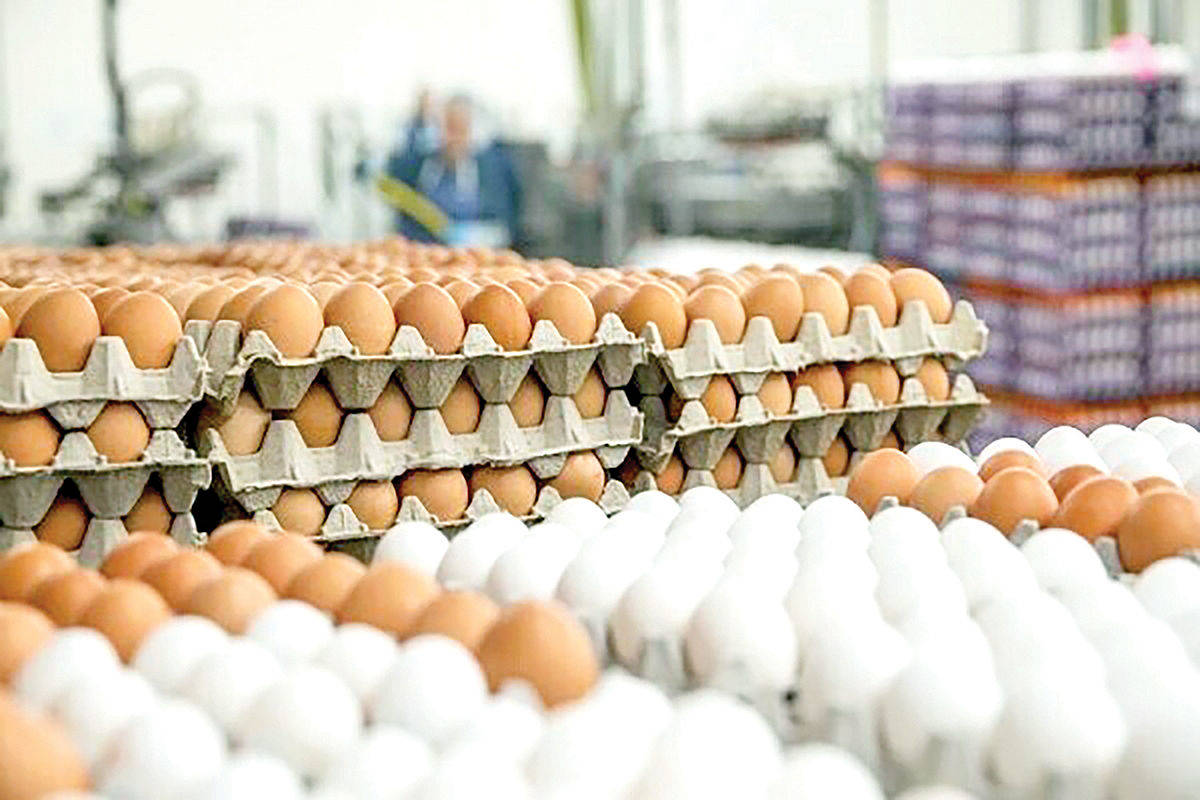 یارانه جدید برای مرغ و تخم مرغ و گوشت|کارت الکترونیک پروتئین بگیرید