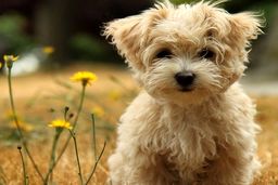 راهنمای انتخاب اسم سگ